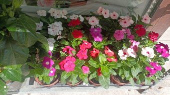 Creation Pet, Plant & Flower Shop Discounts - Malta Home & Garden Discounts & Offer on Coupon Club.mt - 10% Discount on All Items