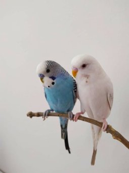 Song Birds & More Petshop  Discounts - Malta Shopping Discounts & Offer on Coupon Club.mt - 10% Discount on Specific Brands 